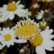 まちこ