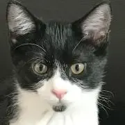 ねねの画像