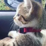 nemo.の画像