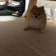 びーんずの画像