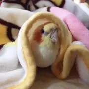 だっち