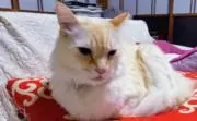 マロ