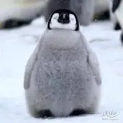 つかさの画像