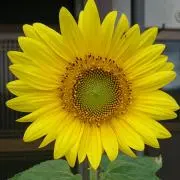 flower gift Y,sの画像