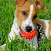 犬とギターとカメラ