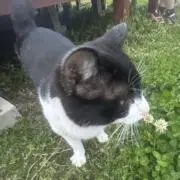 やかんの麦茶の画像
