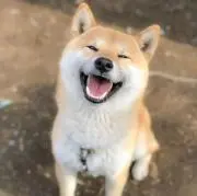 あんずの画像