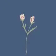 tuty0129の画像