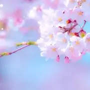 SKRの画像
