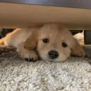 ふぃ（プロフ確認お願いいたします）の画像