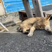 ウボッチの画像