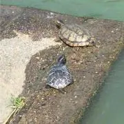 からあげ