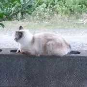 桜レモン
