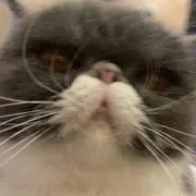 だる猫
