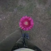 ノンシュガー