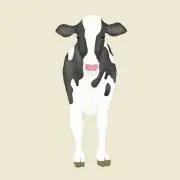 コッタさんの画像