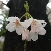 チョーさん