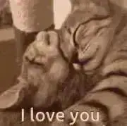 The Love Cats ♡の画像