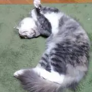 さかちゃんの画像