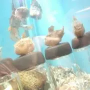 ゆ～り☆プロフ必読お願い致します☆の画像