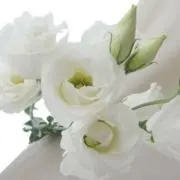 フモフモ