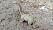 ピーターの画像