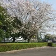 エマ★の画像