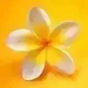 プルメリアの画像