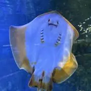 ちぃさん☆断捨離中の画像