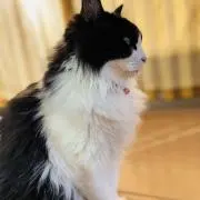 にゃんこう