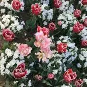こんちぃの画像