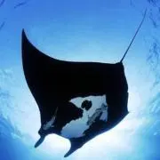 ほっきー