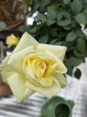 mikanの画像