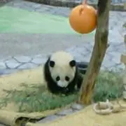 パパンガ (コメントお気軽に(^_^)の画像