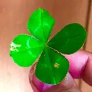 しょーちんの画像