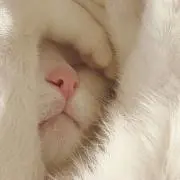 くるみ