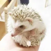 シナモン