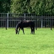 ポヨ