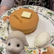 とらの画像