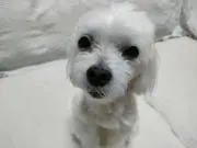 tomoの画像