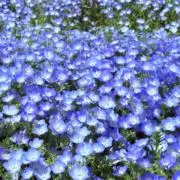 でんの画像