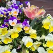 花江の画像