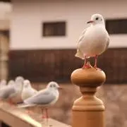 Naka