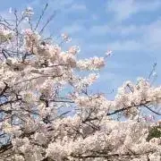 文(即購入ok)の画像