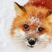 キムチ