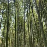まりも