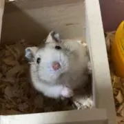 こましゅん