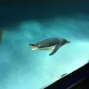 かなの画像