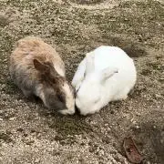 Skiの画像