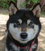 ももちゃんの画像